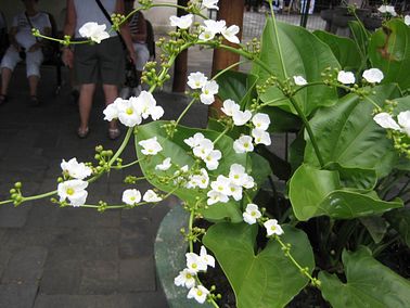 IMG_4223