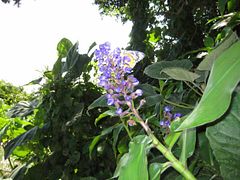 IMG_2968