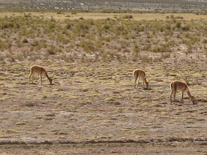 IMG_0375
