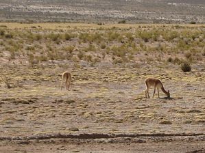 IMG_0378