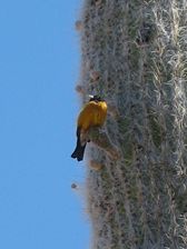 IMG_0470
