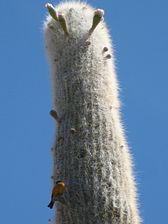 IMG_0472