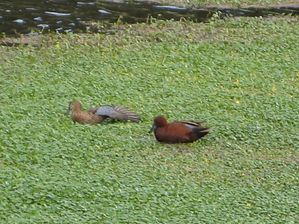 IMG_0154