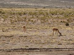 IMG_0378