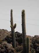 IMG_0467