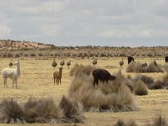 IMG_0519